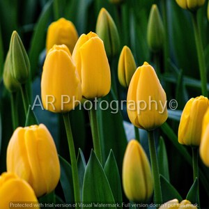 Tulips, Yellow