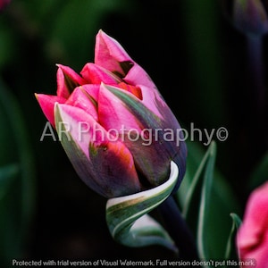 Tulips, Pink