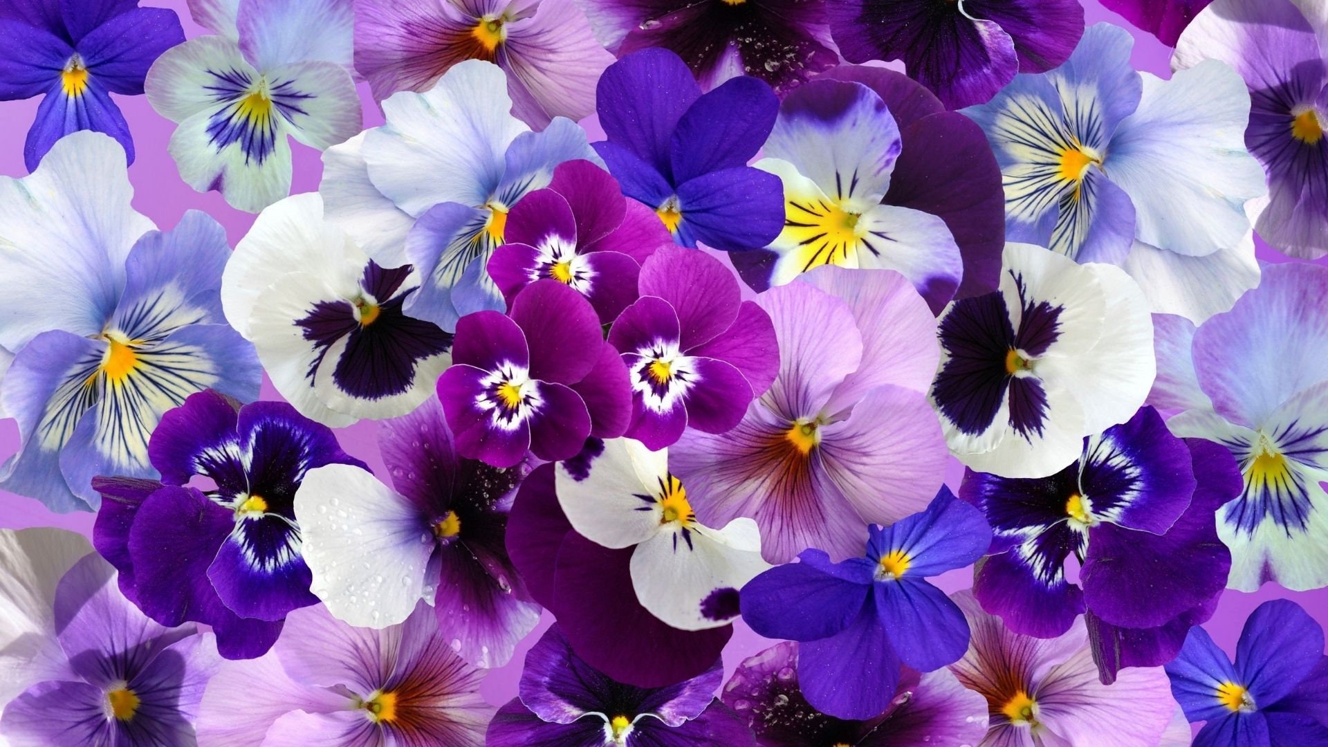 Pansy Flowers Desktop Wallpaper/computer Desktop/screen Background