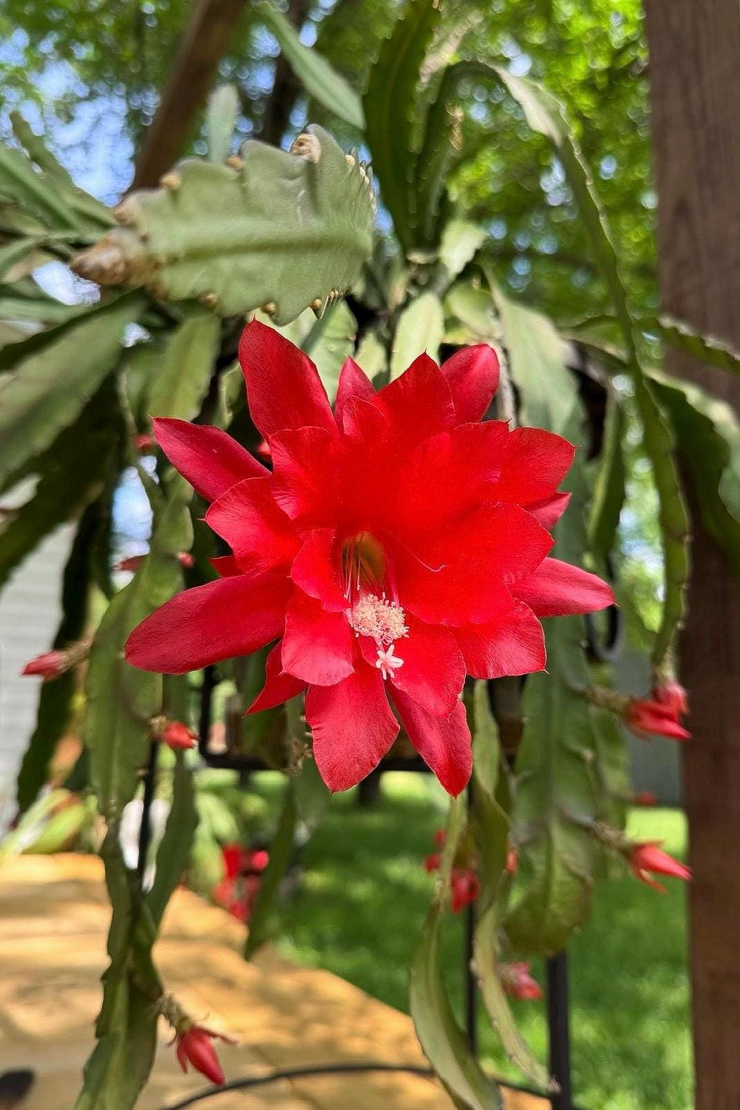Epiphyllum cutting - Etsy sterreich