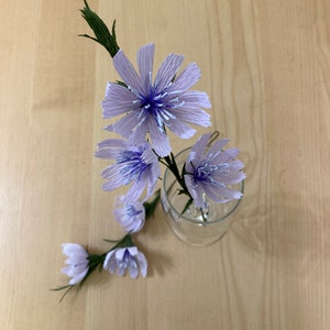 chicory flower