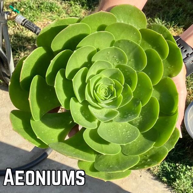 Aeonium Succulent Centerpieces