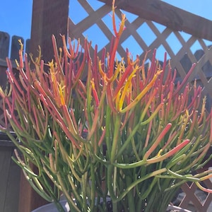 Esqueje de palo de fuego, cactus lápiz, suculenta naranja viva sin raíces, cactus dedo, fácil propagación, Euphorbia Tirucalli, regalo de plantas