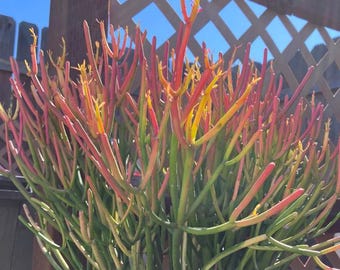 Esqueje de palo de fuego, cactus lápiz, suculenta naranja viva sin raíces, cactus dedo, fácil propagación, Euphorbia Tirucalli, regalo de plantas