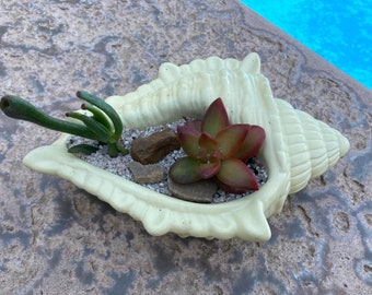 Planter/Conch Seashell Planter/Air Plant Holder/Trinket Tray/Beach Party Decor Beach Decor/Ocean Planter/Gift Idea/ Coastal Decor/Home Plant