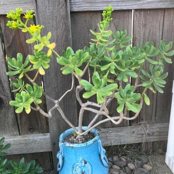 Live Succulents Cuttings Tree Stonecrop Dendroideum Sedum Unrooted Starter  Plants Easy Propagation Gift for Gardener - Etsy