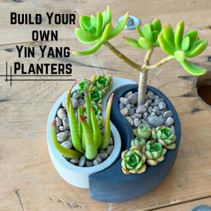 Live Succulent Arrangement, Yin Yang Planter, Live Succulent Gift, Succulent Planter, Yin Yang Decor, Table Centerpiece, Boho Home Decor