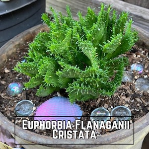 Euphorbia Flanaganii F. Cristata Estaca suculenta verde viva Suculenta com crista Euphorbia sem raízes Suculenta coral rara Euphorbia Cactus