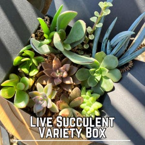 Succulent Gift Box Live Assorted Succulent  Cutting Birthday Gift For Succulent Lover Succulents Boxed For Women Succulent Variety Pack