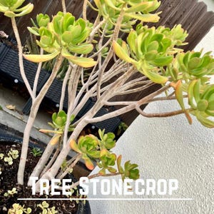 Live Tree Stonecrop Succulent Cutting Dendroideum Sedum Unrooted Christmas Gift for Gardener Starter Plants Propagation Kit