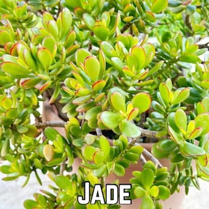 Op de afbeelding: Een close-up van een jadeplant met groene bladeren en rode randen. De plant staat in een pot en het woord "JADE" staat in witte letters onderaan de afbeelding.