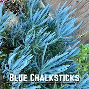 May include: A close-up of a blue chalk stick plant. The plant has long, thin, blue leaves that are arranged in a radial pattern. The plant is growing in a garden setting. The text "BLUE CHALKSTICKS" is visible at the bottom of the image.