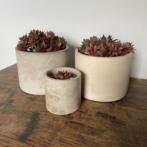 May include: Three concrete planters in different sizes, each containing a succulent plant with reddish-brown leaves. The planters are all a light beige colour with a rough texture.