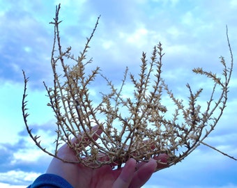 Tumble Weeds Small Handpicked Tumbleweed Western Decor Mid Century Modern Wedding Decor Boho Rustic Traditional Southwestern Farmhouse