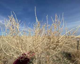 Tumble Weeds Handpicked Tumbleweed Western Decor Dried Flowers Rustic Dried Floral Arrangements Tumbleweed Decor Southwest Desert Home Decor
