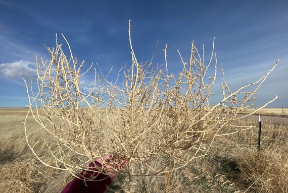 Dried Tumbleweed For Use as Room Decor