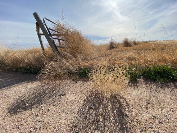 Tumbling tumbleweeds: Western icon also can be an unwelcome guest, Local