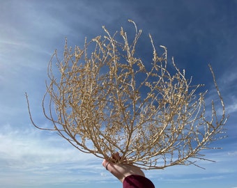 Tumble Weeds Handpicked Tumbleweed Western Decor Rustic Wedding Decor Dried Floral Arrangement Southwest Desert Home Decor Natural Decor