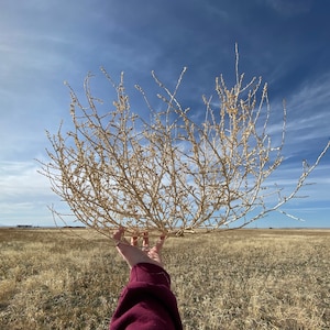 Tumble Weeds Handpicked Tumbleweed Western Decor Dried Wildflowers Dried Floral Arrangement Wedding Decor Boho Rustic Home Decor Tumbleweeds