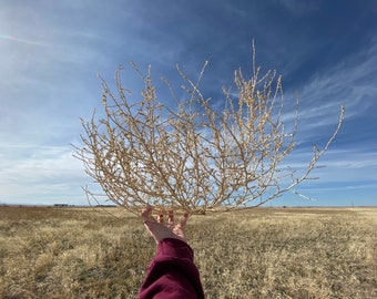 Tumble Weeds Handpicked Tumbleweed Western Decor Mid Century Modern Wedding Decor Boho Rustic Traditional Home Decor Southwestern Farmhouse