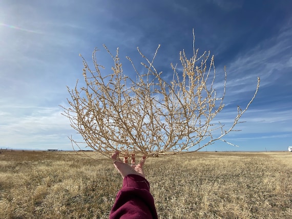 What Makes Tumbleweeds Tumble?