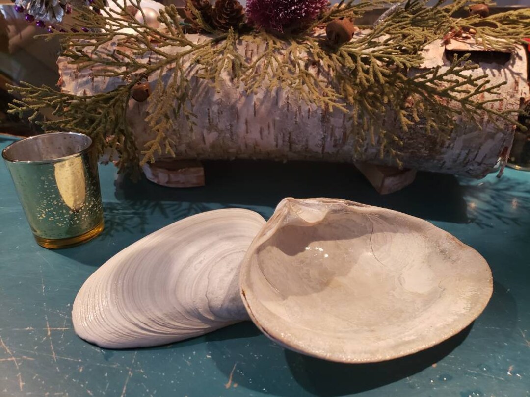 XL Sea Clam Shells- Bulk 20 - Etsy