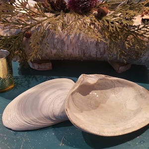 May include: A pair of large, white clam shells on a teal surface. The shells are open and the inside of one shell is visible.