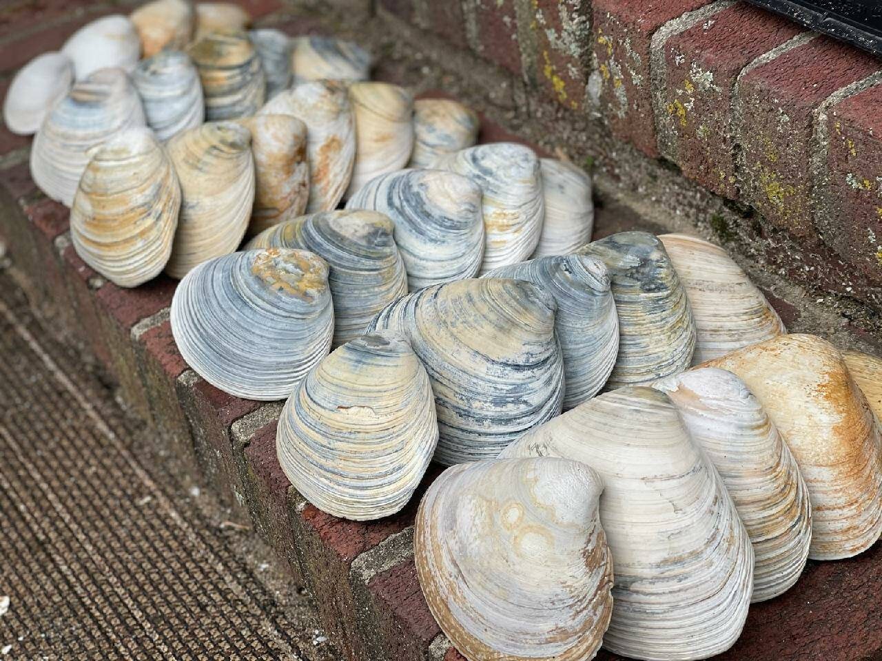 XL Quahog Clam Shells 3 Etsy