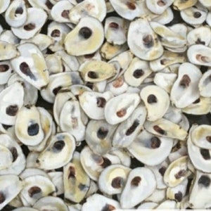 May include: A close-up image of a pile of dried, white, and brown oyster shells.