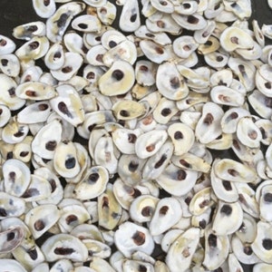 Oyster Shell Flats - 20