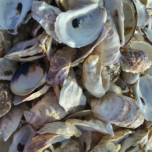 May include: A pile of oyster shells in various shades of white, gray, and brown. The shells are arranged in a random pattern, with some open and some closed.