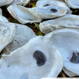 May include: A collection of white oyster shells with dark gray interiors. The shells are arranged in a pile, with some overlapping.