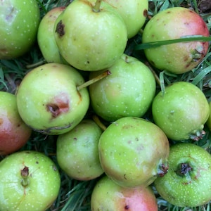 May include: A cluster of green apples, some with red tinges and brown marks, on green grass. The apples have stems and tiny white dots. Some apples show signs of blemishes.
