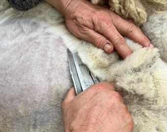 May include: Close-up of hands using shears to shear a sheep. The sheep's wool is a creamy white color, and the shears are silver. The person is wearing a gray sweater. The image captures the process of wool harvesting.