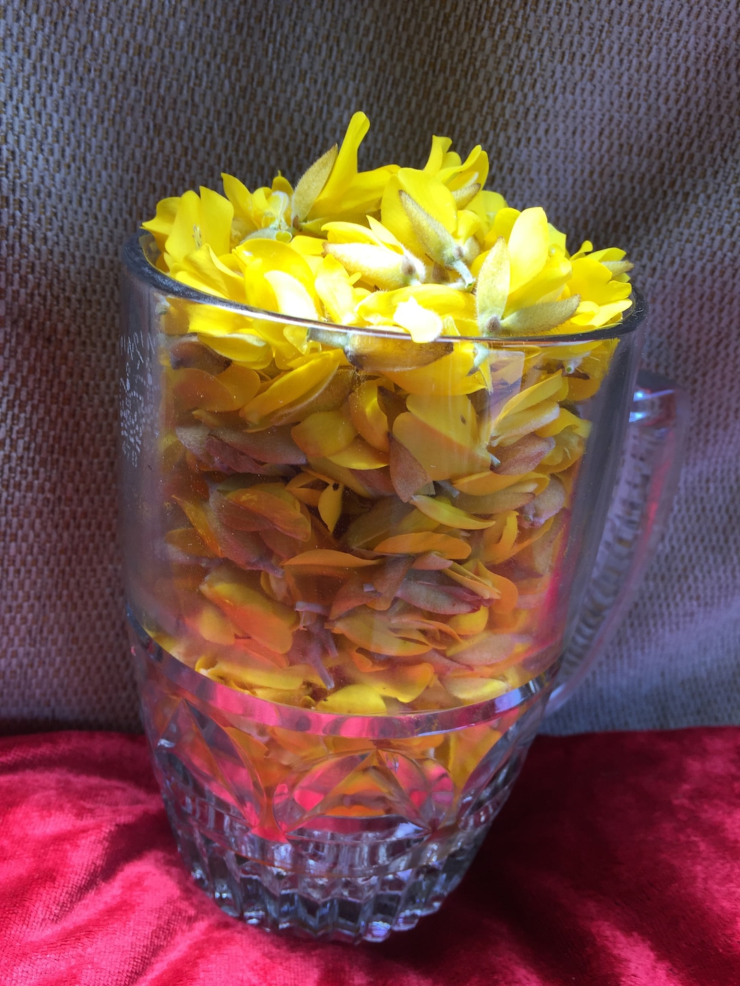 Dried Welsh Gorse Flowers 15g Equivalent to 1 Fresh Pint Etsy UK