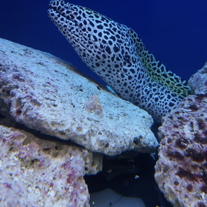 Photography art print on acrylic glass high quality underwater world sea fish blue aquarium nature large sea wave resin framed wall art