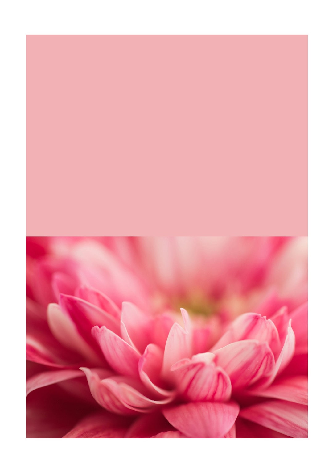 PINK Pretty Flower Photography Blank Greeting Card DIGITAL Etsy Australia