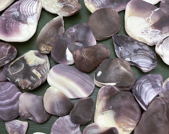 Wampum Quahog Clam Shell Natural Purple Chunks Pieces Beach Ocean Tumbled | Bulk Craft Supplies | Stone Jewelry Making | DIY | Coastal NC