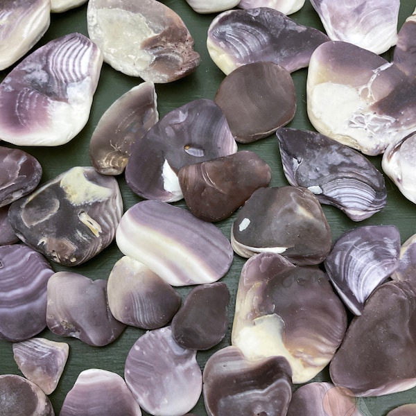 Wampum Quahog Clam Shell Natural Purple Chunks Pieces Beach Ocean Tumbled | Bulk Craft Supplies | Stone Jewelry Making | DIY | Coastal NC