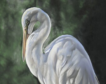 Limited Edition Print - Great Egret