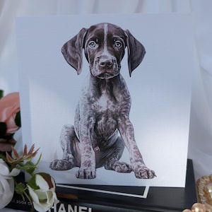 May include: A brown and white German Shorthaired Pointer puppy sitting on a white background. The puppy has brown eyes and a black nose.