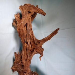 May include: A piece of driftwood with a natural, weathered appearance. The wood is a warm brown color with intricate textures, knots, and holes. The shape is irregular, with a prominent branch extending to the right. Ideal for home decor or aquascaping.