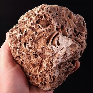 May include: A porous, tan-colored rock with embedded fossilized shells and a rough, textured surface. The rock has numerous holes and cavities, showcasing the natural geological formations. The overall color is a mix of light brown and off-white.