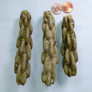 May include: Three green cactus cuttings with a segmented appearance, each with small spines. Two coins, a dime and a penny, are placed near the top of the cuttings for size comparison. The background is a light blue surface.