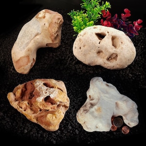 May include: Four distinct natural stones with irregular shapes and porous textures. One stone is tan and elongated, another is beige with deep pits, a third is reddish-brown and craggy, and the fourth is white with two copper pennies for scale.