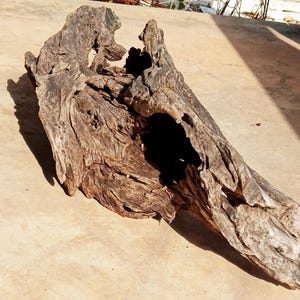 Twisted driftwood (likely oak bark): Reptile Habitat Decor, Landscape Art (16x7x5.5)