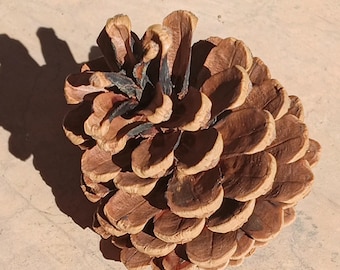 Set of eleven natural pine cones for Christmas crafts, winter decor, or rustic displays