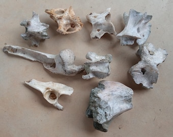 Small Animal Bones for Crafts | Real Oddities, Witchcraft Supplies, Cabinet of Curiosities, Vulture Culture, Macabre Halloween Decor