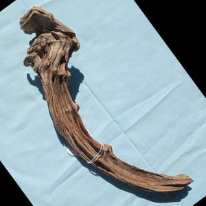 May include: A piece of driftwood with a curved shape and a light brown color. The wood has a textured surface with visible grain and knots. A white rubber band is wrapped around the wood.