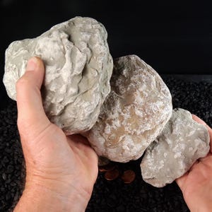 May include: Three irregularly shaped, light gray rocks with textured surfaces. The rocks are held in two hands, with a black background and small copper coins visible at the bottom. The rocks appear to be natural formations.